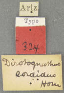 Imagem de Dirotognathus sordidus Horn 1876