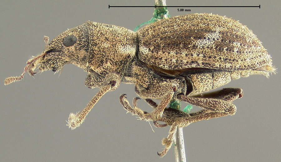 Image of Fuller rose beetle