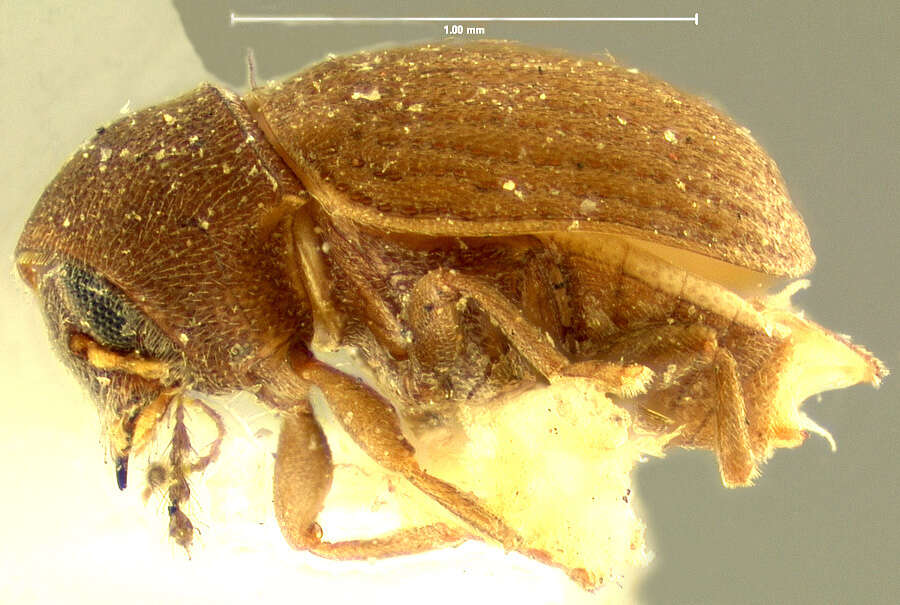 صورة Choragus zimmermanni Lec. 1876