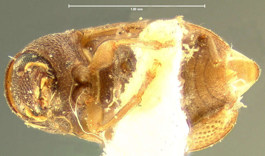 صورة Choragus zimmermanni Lec. 1876