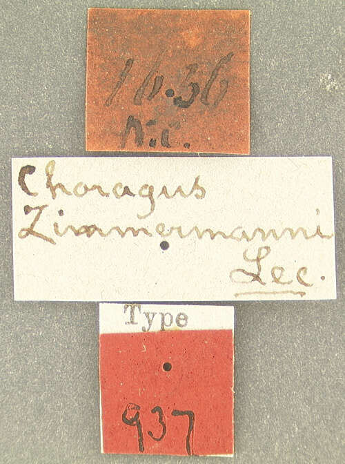 صورة Choragus zimmermanni Lec. 1876