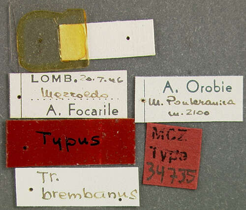 Image of Trechus (Trechus) brembanus Focarile 1949