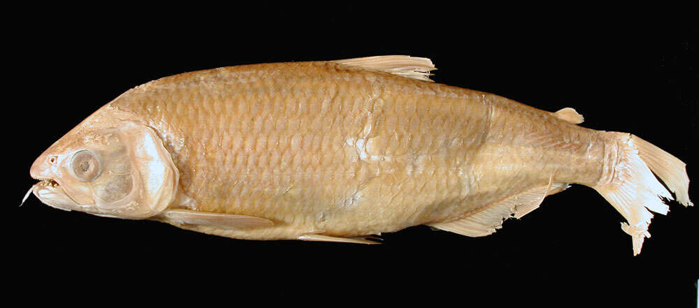 Image of <i>Brycon vonoi</i>