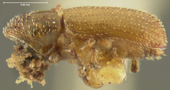 Image of Thysanoes fimbricornis Le Conte 1876