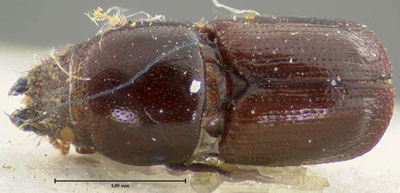 Image of Scolytus unispinosus Le Conte 1876