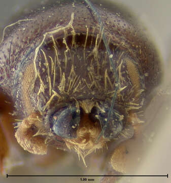 Image of Scolytus unispinosus Le Conte 1876