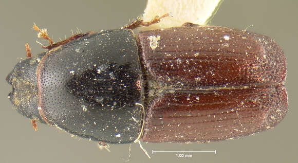 Image of Scolytus californicus Le Conte 1868