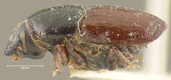 Image of Scolytus californicus Le Conte 1868