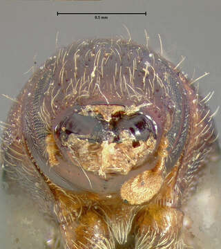 Image of Scolytus praeceps Le Conte 1876