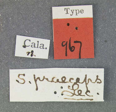 Слика од Scolytus praeceps Le Conte 1876