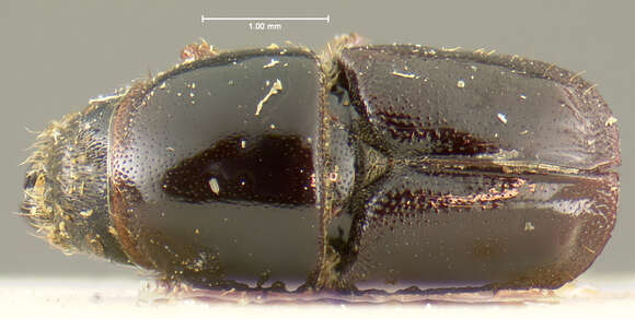 Слика од Scolytus subscaber Le Conte 1876