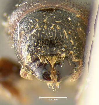 Image of Scolytus subscaber Le Conte 1876