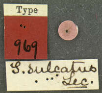 Слика од Scolytus sulcatus Le Conte 1868