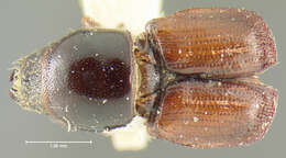 Image of Scolytus ventralis Le Conte 1868