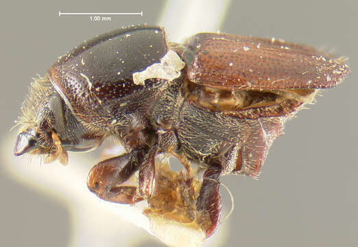 Image of Scolytus ventralis Le Conte 1868