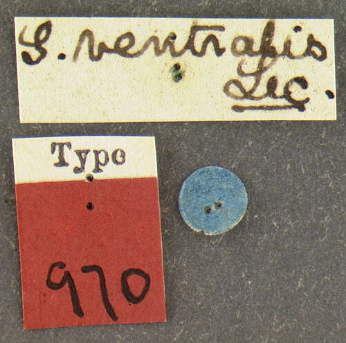 Image of Scolytus ventralis Le Conte 1868
