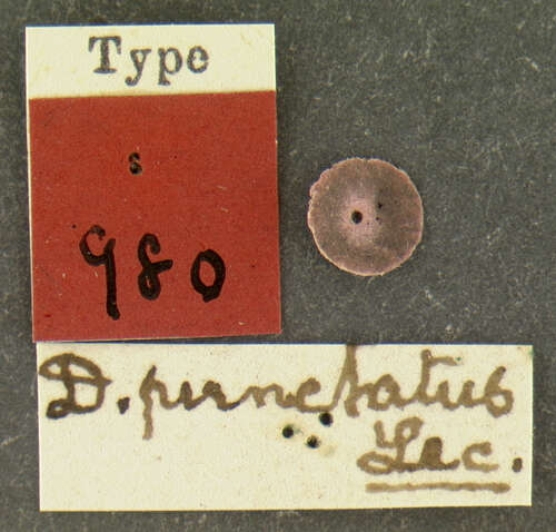Image of Dendroctonus punctatus Le Conte 1868