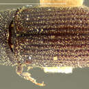Image of Carphoborus simplex Le Conte 1876