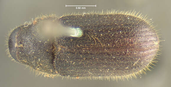 Image of Dendroctonus punctatus Le Conte 1868