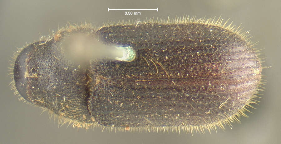 Image of Dendroctonus punctatus Le Conte 1868