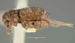 Image of Eusphyrus