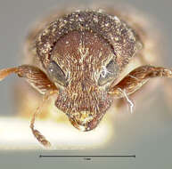 Image of Eusphyrus