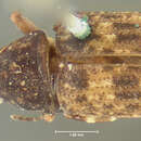 صورة Piezocorynus mixtus Leconte 1876