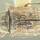 Image of Brachytarsus griseus Leconte 1876