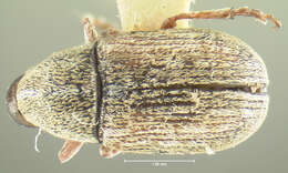 صورة Brachytarsus griseus Leconte 1876