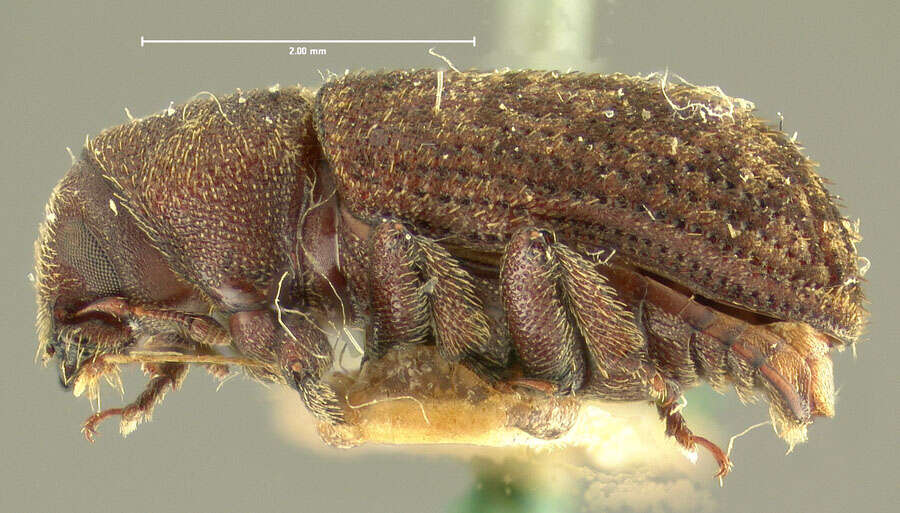 Image of Scolytus unispinosus Le Conte 1876