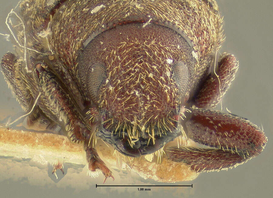 Image of Scolytus unispinosus Le Conte 1876