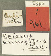Image of Scierus annectens Le Conte 1876