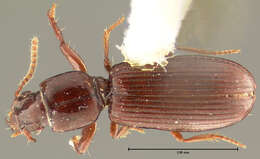 Clivina (Clivina) pallida Say 1823 resmi