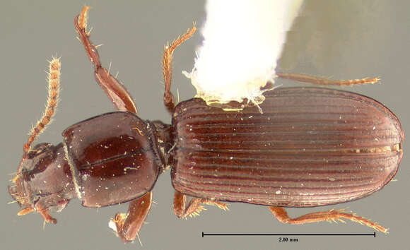 Clivina (Clivina) pallida Say 1823 resmi