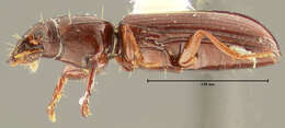 Clivina (Clivina) pallida Say 1823 resmi