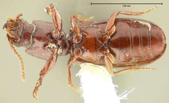 Clivina (Clivina) pallida Say 1823 resmi