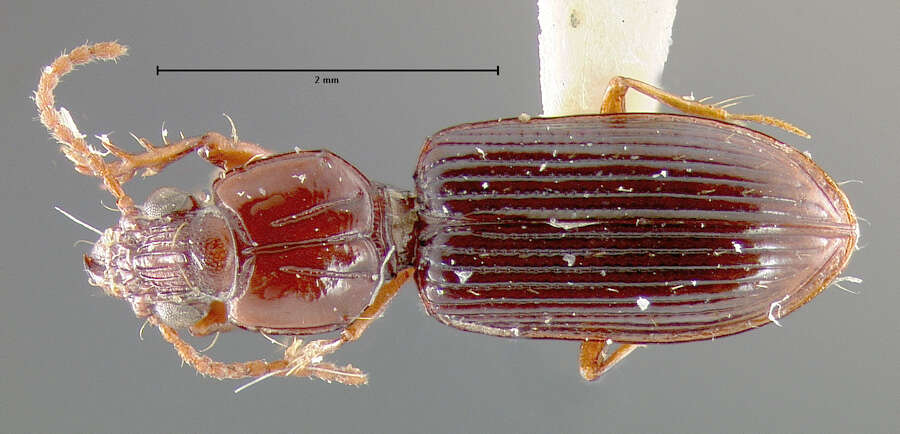 صورة Schizogenius (Schizogenius) lineolatus (Say 1823)