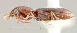 صورة Schizogenius (Schizogenius) lineolatus (Say 1823)