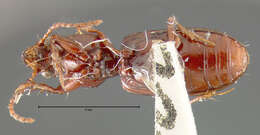 صورة Schizogenius (Schizogenius) lineolatus (Say 1823)