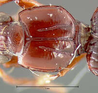 صورة Schizogenius (Schizogenius) lineolatus (Say 1823)