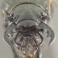 Image of Amblycheila hoversoni Gage 1991