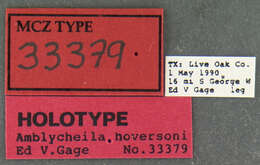 Image of Amblycheila hoversoni Gage 1991