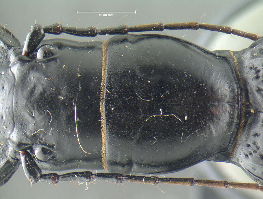 Image of Amblycheila hoversoni Gage 1991