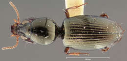 Image of Dyschirius (Dyschiriodes) sphaericollis (Say 1823)