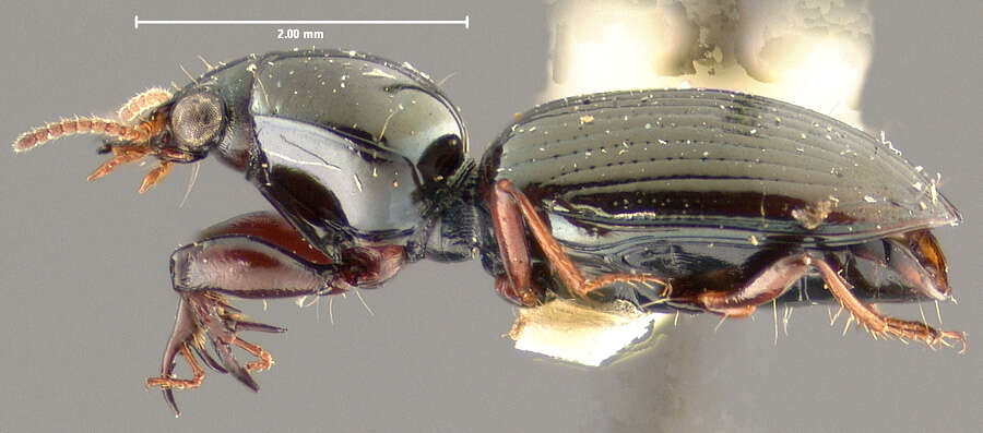 Image of Dyschirius (Dyschiriodes) sphaericollis (Say 1823)