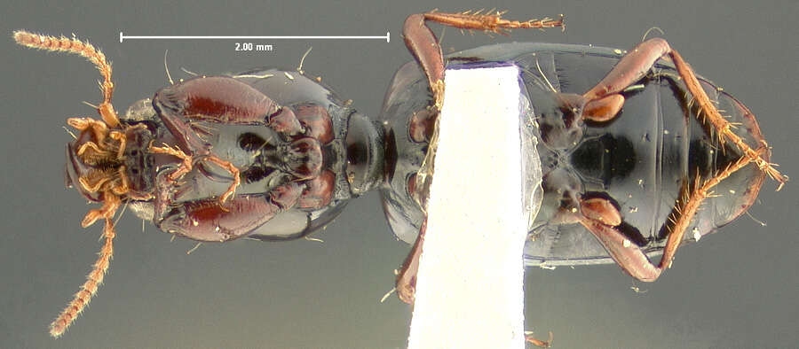 Image of Dyschirius (Dyschiriodes) sphaericollis (Say 1823)