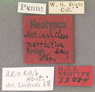 Image de Notiophilus aeneus (Herbst 1806)