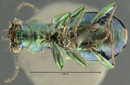 Image of Elaphrus (Neoelaphrus) fuliginosus Say 1830