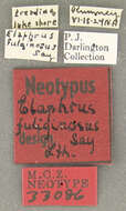 Image of Elaphrus (Neoelaphrus) fuliginosus Say 1830