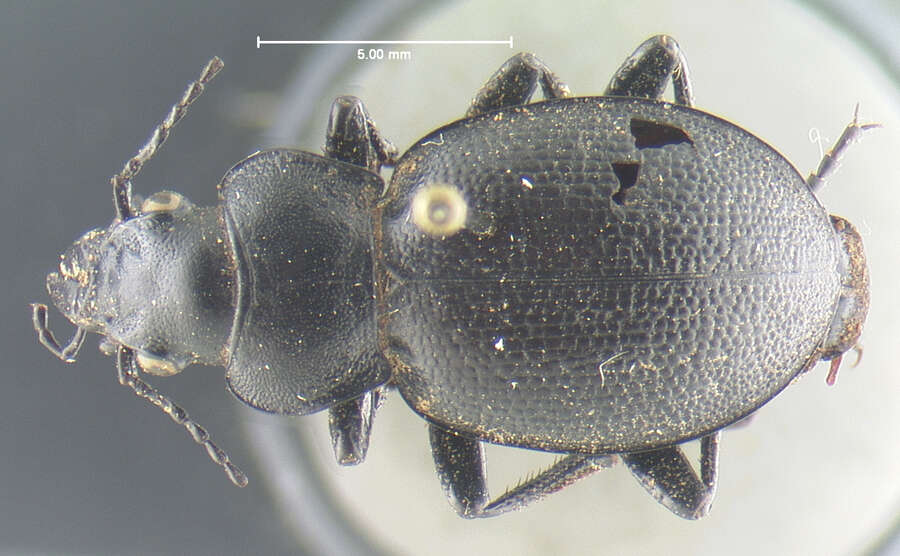 Image of Callisthenes (Callistenia) luxatus (Say 1823)